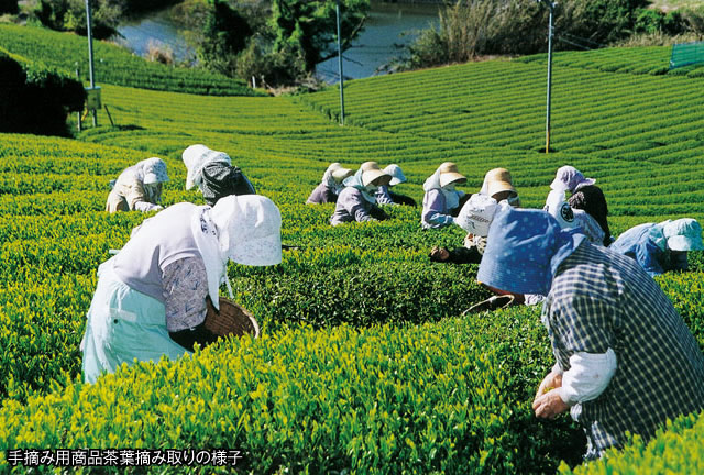 手摘み用商品茶葉摘み取りの様子