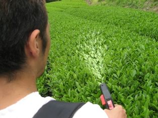 露払いをしました お茶の通販 茶つくり人 丸池 静岡の深むし茶を生産者から直接お取り寄せ ギフト つゆひかり